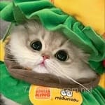 Avatar of Mehwish Raza