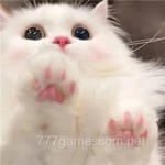 Avatar of Sadaf Javed